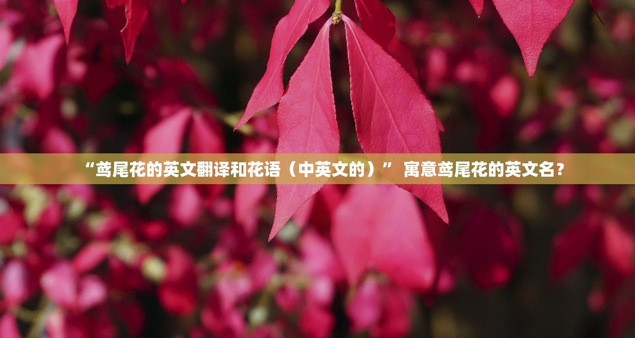 “鸢尾花的英文翻译和花语（中英文的）” 寓意鸢尾花的英文名？