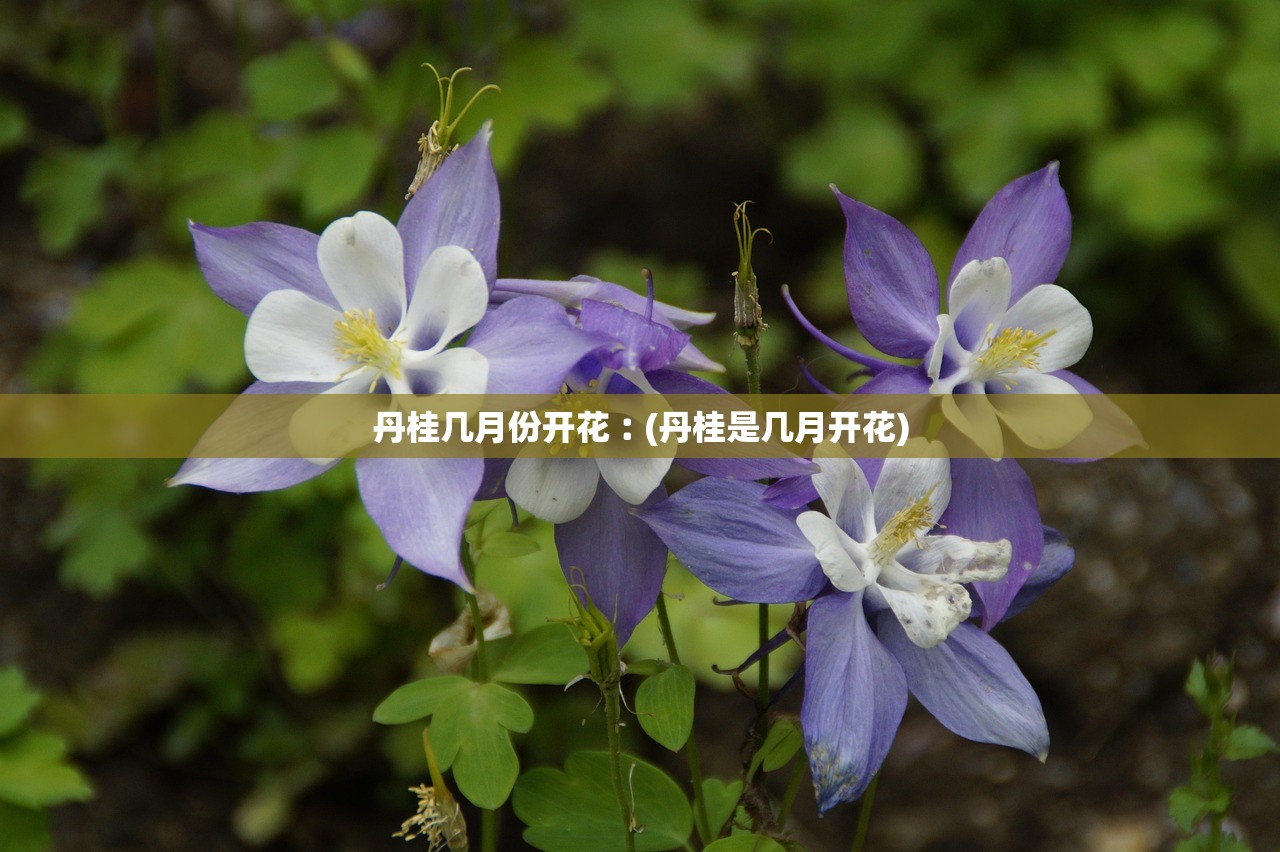 丹桂几月份开花︰(丹桂是几月开花)
