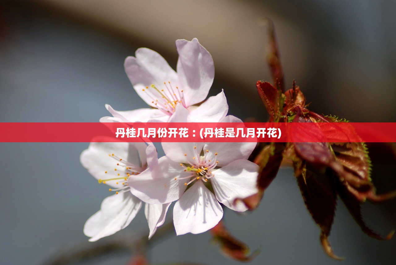 丹桂几月份开花︰(丹桂是几月开花)
