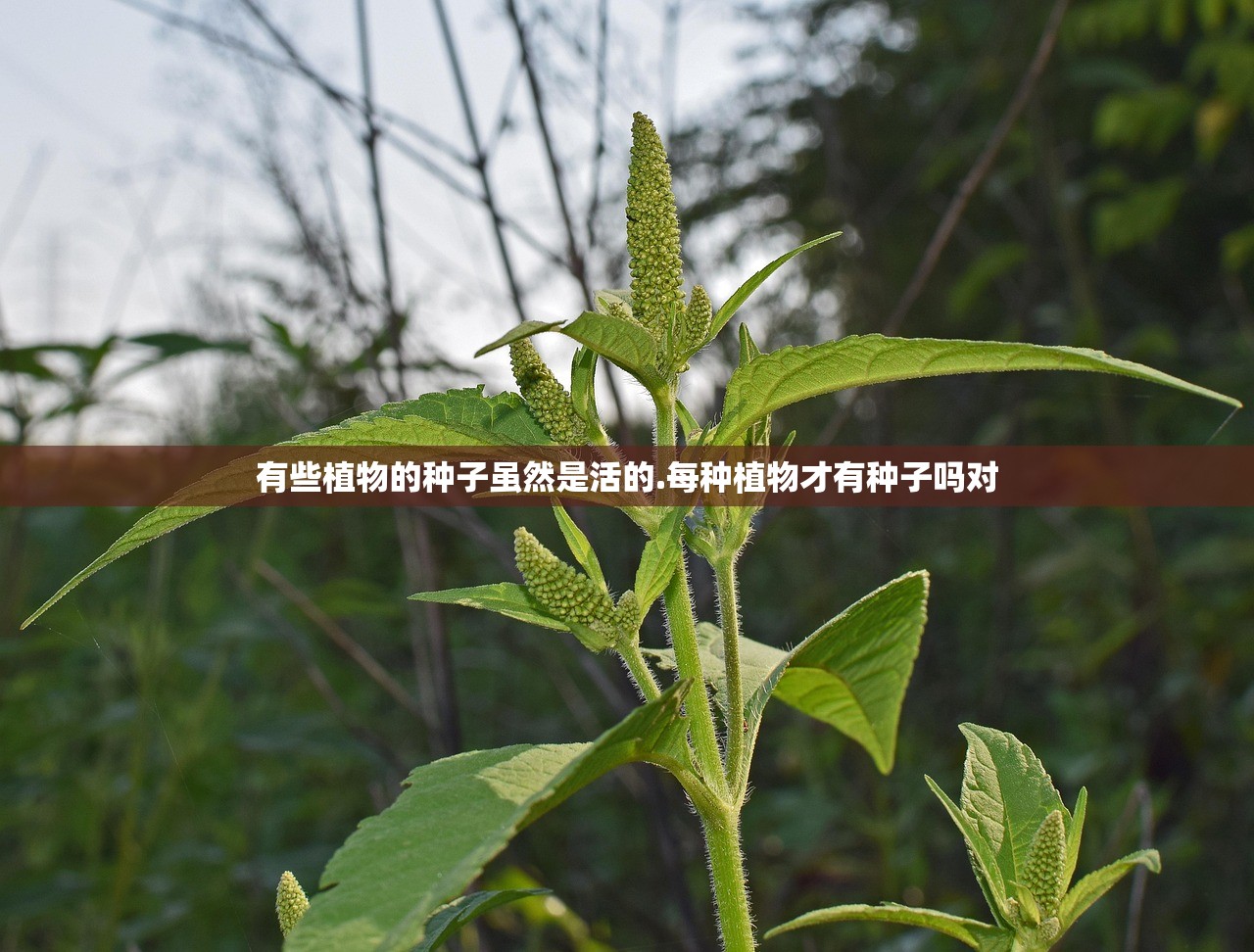 有些植物的种子虽然是活的.每种植物才有种子吗对 有些植物的种子虽然是活的.每种植物才有种子吗对