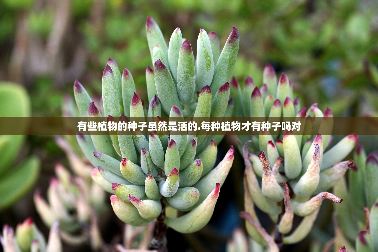有些植物的种子虽然是活的.每种植物才有种子吗对 有些植物的种子虽然是活的.每种植物才有种子吗对