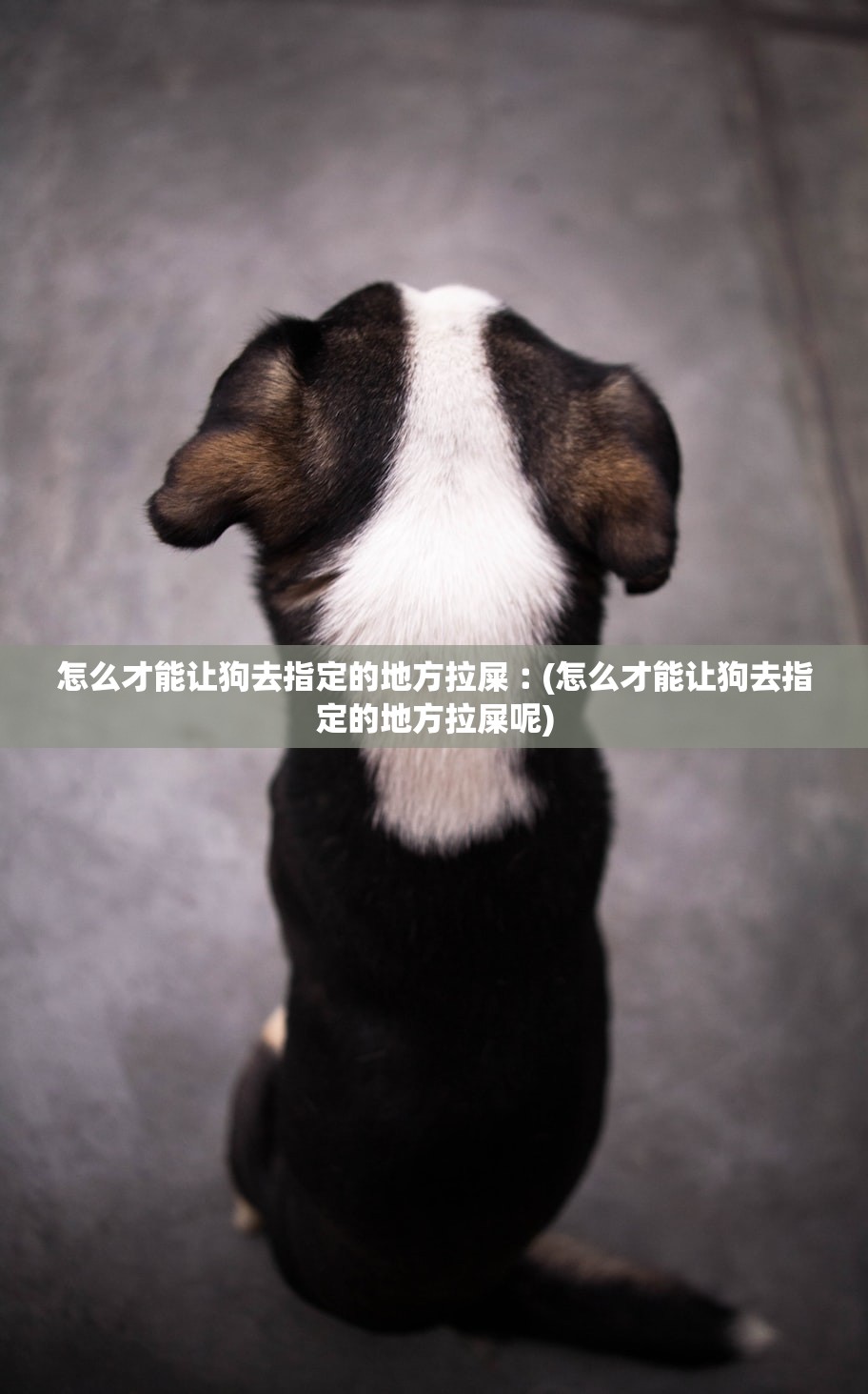怎么才能让狗去指定的地方拉屎︰(怎么才能让狗去指定的地方拉屎呢)