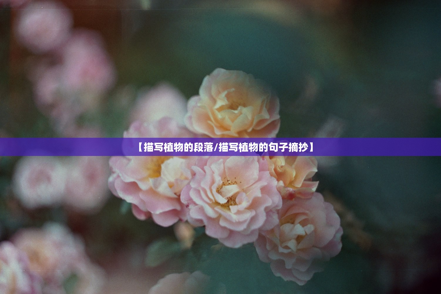 【描写植物的段落/描写植物的句子摘抄】 【描写植物的段落/描写植物的句子摘抄】