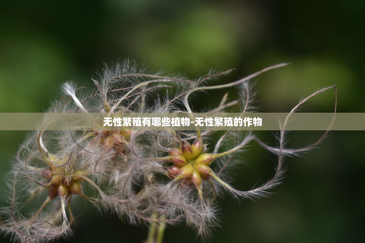 无性繁殖有哪些植物-无性繁殖的作物
