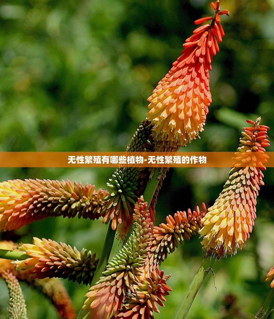无性繁殖有哪些植物-无性繁殖的作物