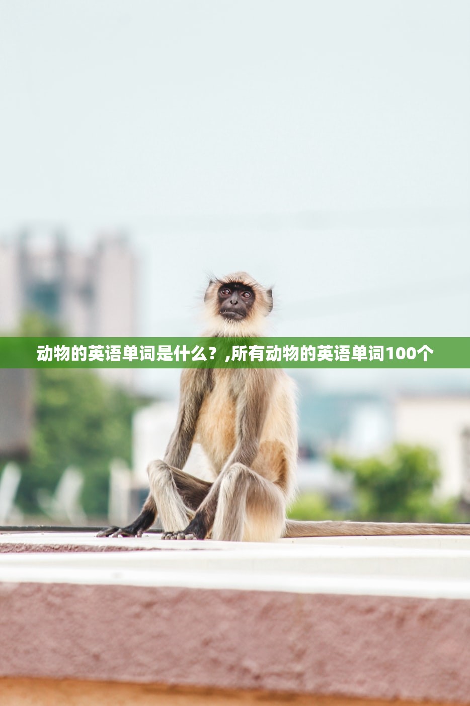 动物的英语单词是什么？,所有动物的英语单词100个