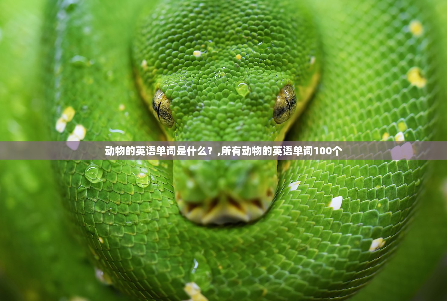 动物的英语单词是什么？,所有动物的英语单词100个