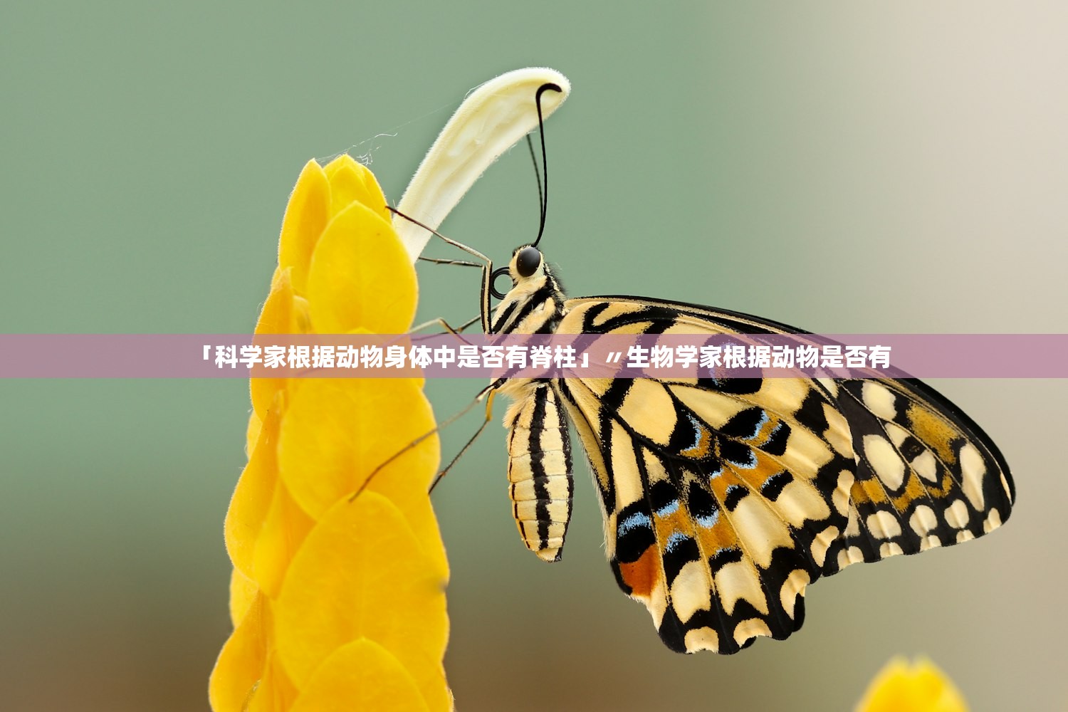 「科学家根据动物身体中是否有脊柱」〃生物学家根据动物是否有 「科学家根据动物身体中是否有脊柱」〃生物学家根据动物是否有