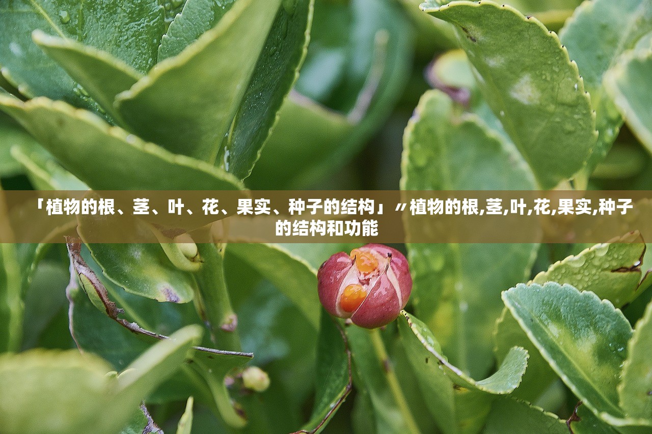 「植物的根、茎、叶	、花、果实、种子的结构」〃植物的根,茎,叶,花,果实,种子的结构和功能