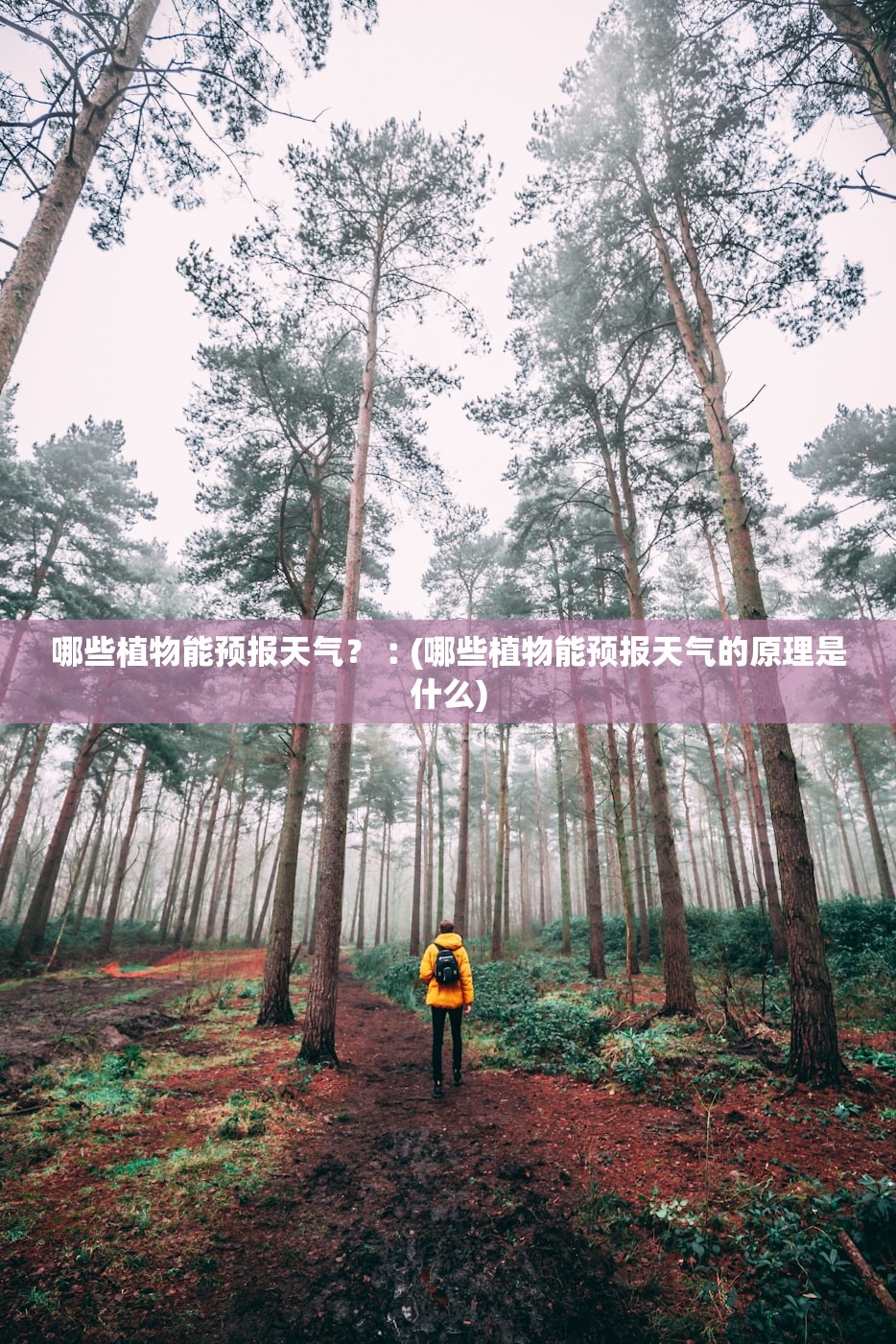 哪些植物能预报天气？︰(哪些植物能预报天气的原理是什么)