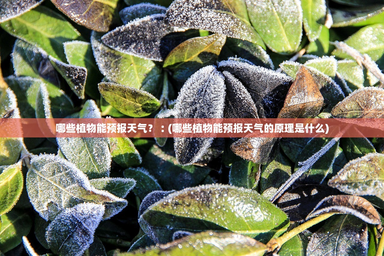 哪些植物能预报天气？︰(哪些植物能预报天气的原理是什么)
