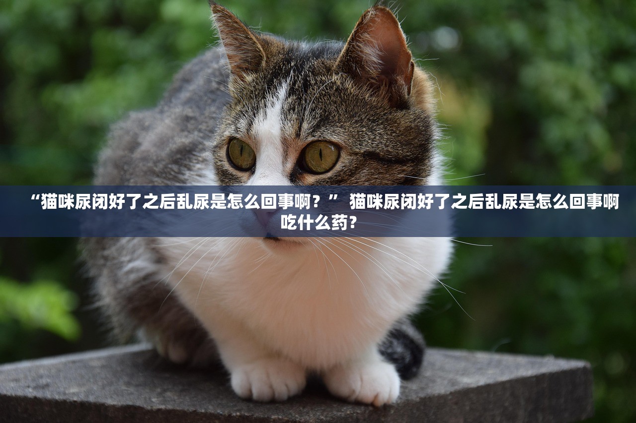 “猫咪尿闭好了之后乱尿是怎么回事啊？” 猫咪尿闭好了之后乱尿是怎么回事啊吃什么药？