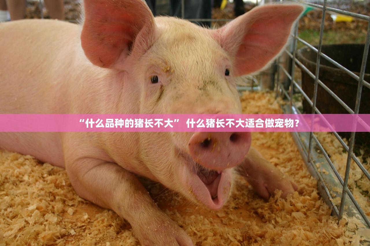 “什么品种的猪长不大” 什么猪长不大适合做宠物？