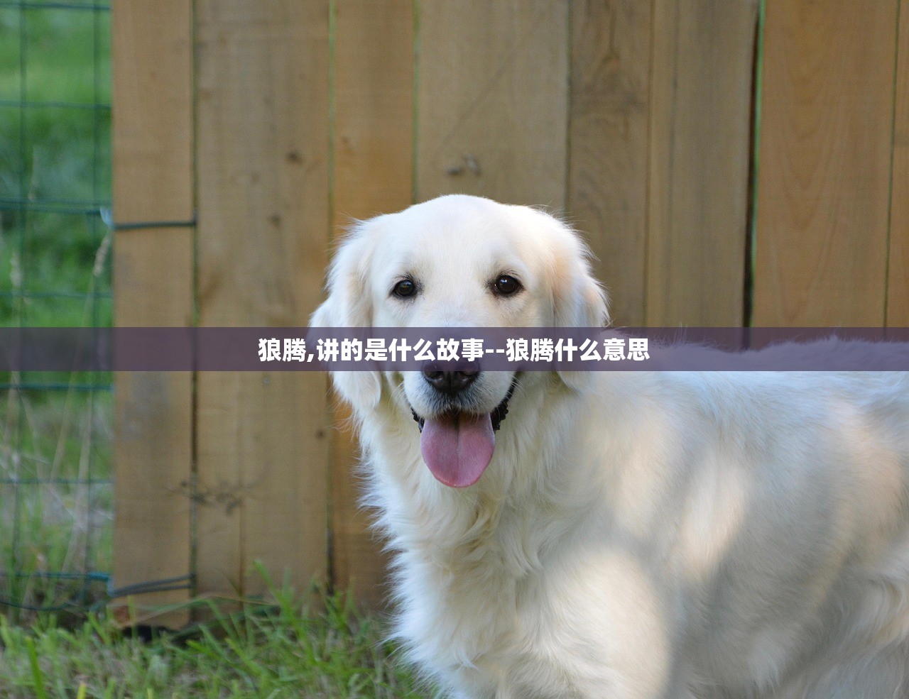 狼腾,讲的是什么故事--狼腾什么意思