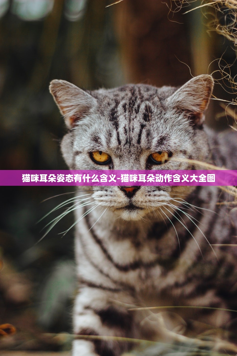 猫咪耳朵姿态有什么含义-猫咪耳朵动作含义大全图