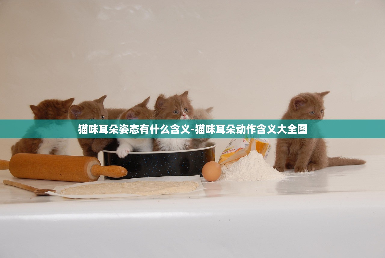 猫咪耳朵姿态有什么含义-猫咪耳朵动作含义大全图