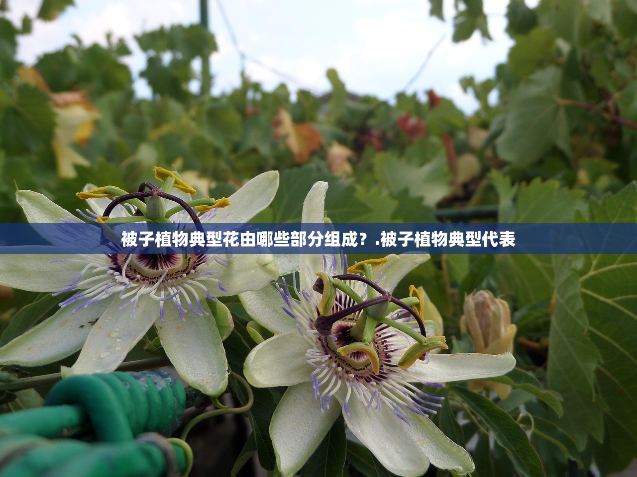 被子植物典型花由哪些部分组成？.被子植物典型代表