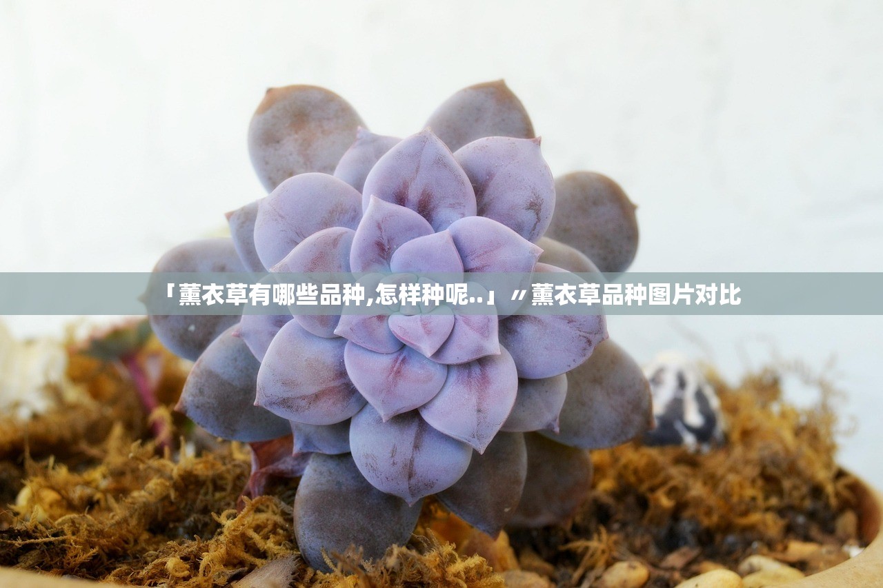 「薰衣草有哪些品种,怎样种呢..」〃薰衣草品种图片对比 「薰衣草有哪些品种,怎样种呢..」〃薰衣草品种图片对比