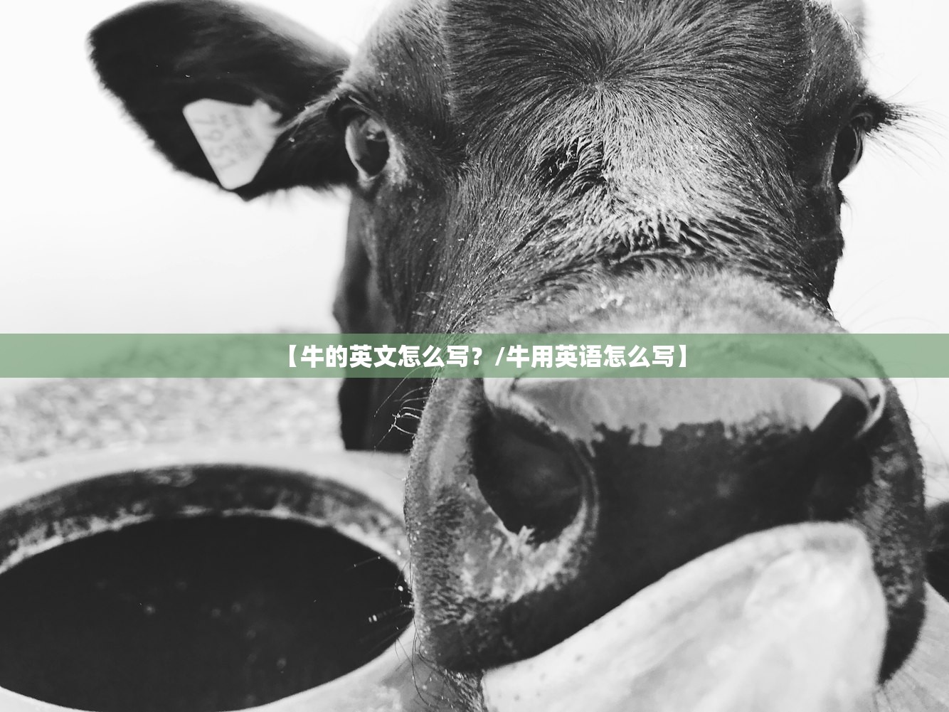 【牛的英文怎么写？/牛用英语怎么写】