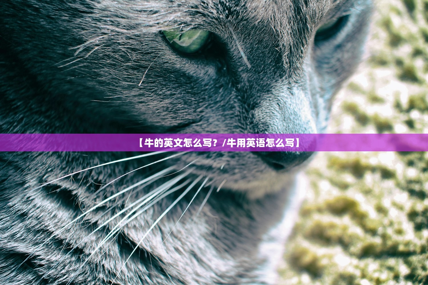 【牛的英文怎么写？/牛用英语怎么写】