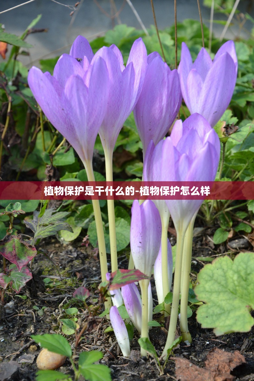 植物保护是干什么的-植物保护怎么样