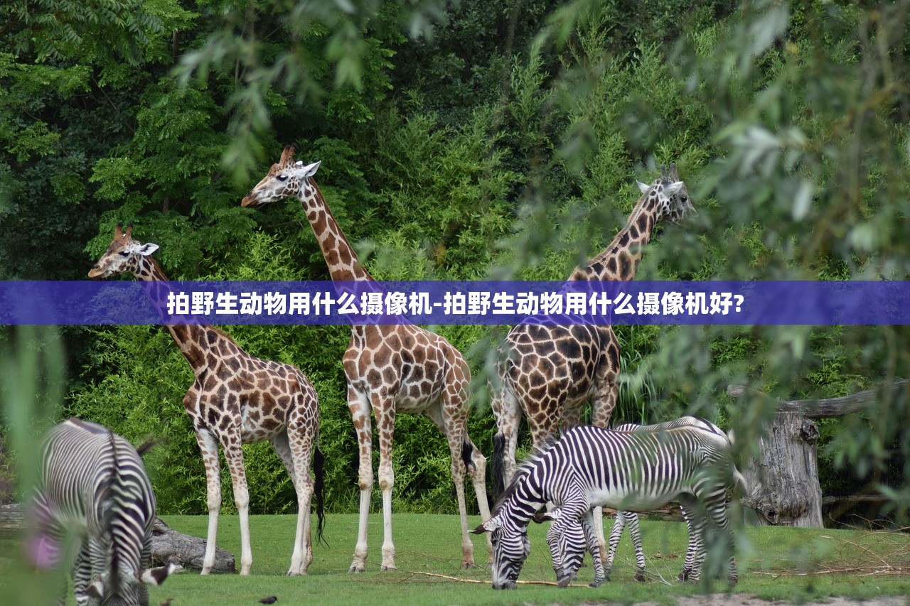 拍野生动物用什么摄像机-拍野生动物用什么摄像机好?