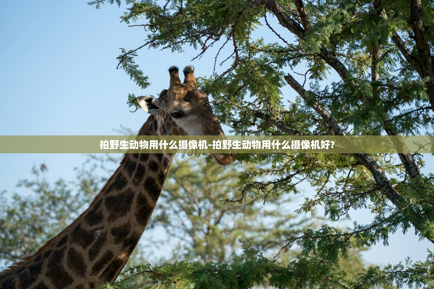 拍野生动物用什么摄像机-拍野生动物用什么摄像机好?