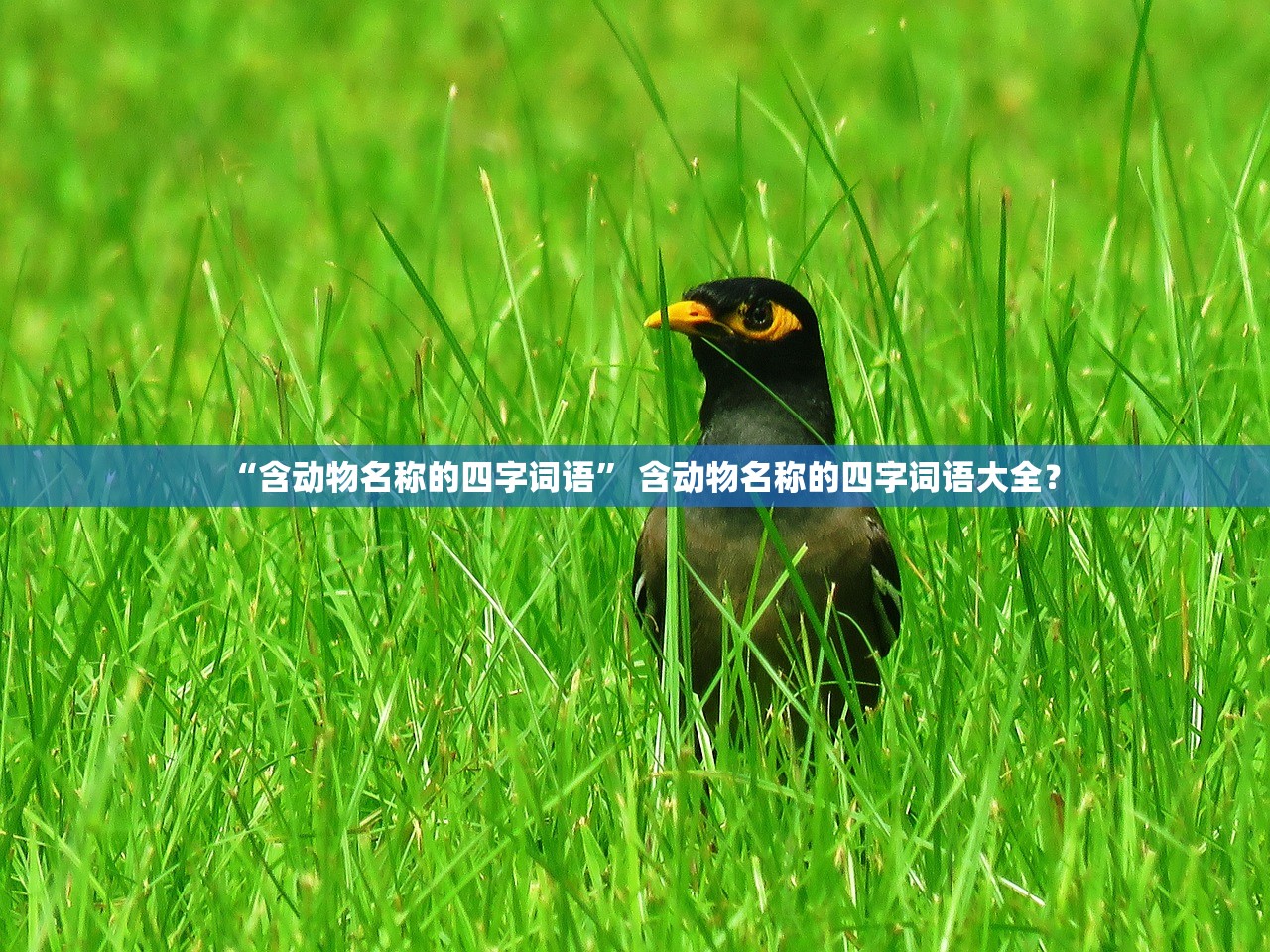 “含动物名称的四字词语” 含动物名称的四字词语大全？