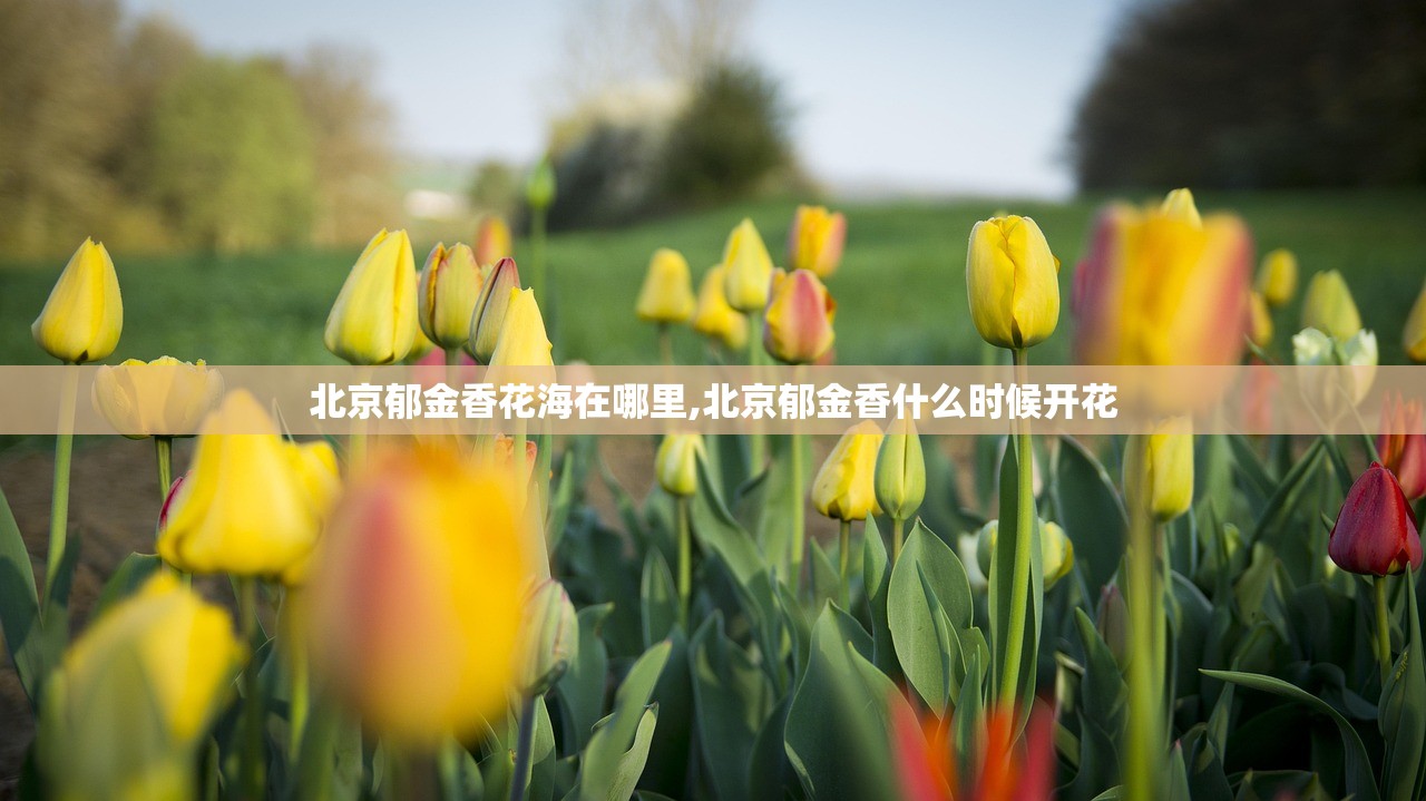 北京郁金香花海在哪里,北京郁金香什么时候开花