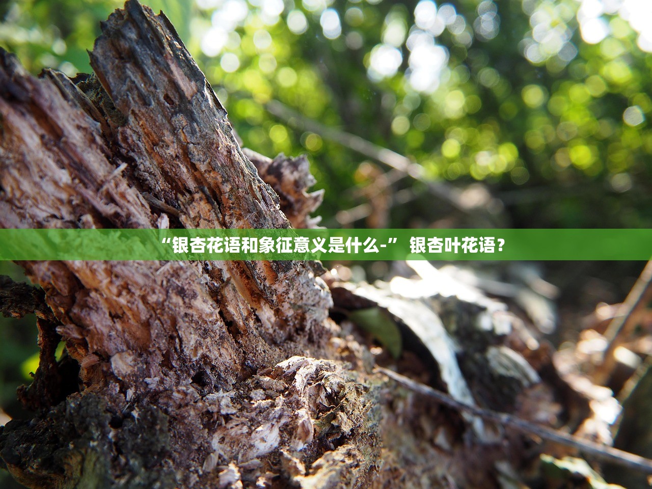 “银杏花语和象征意义是什么-” 银杏叶花语？