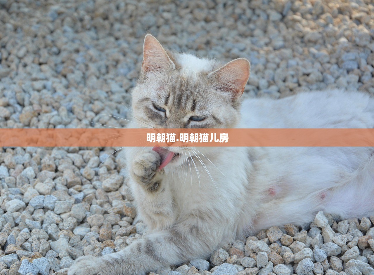 明朝猫.明朝猫儿房