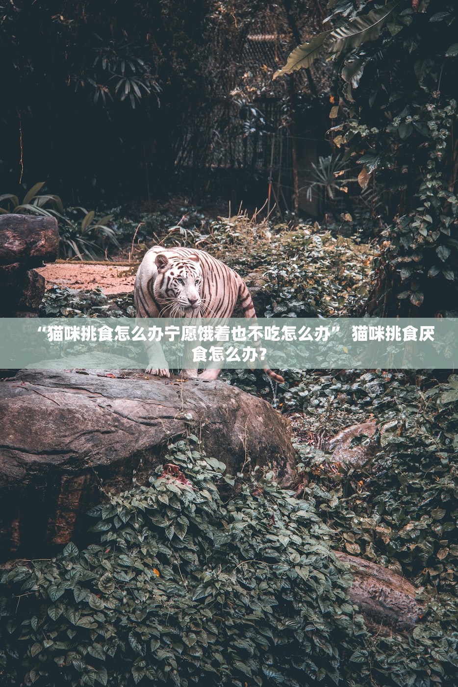 “猫咪挑食怎么办宁愿饿着也不吃怎么办” 猫咪挑食厌食怎么办？