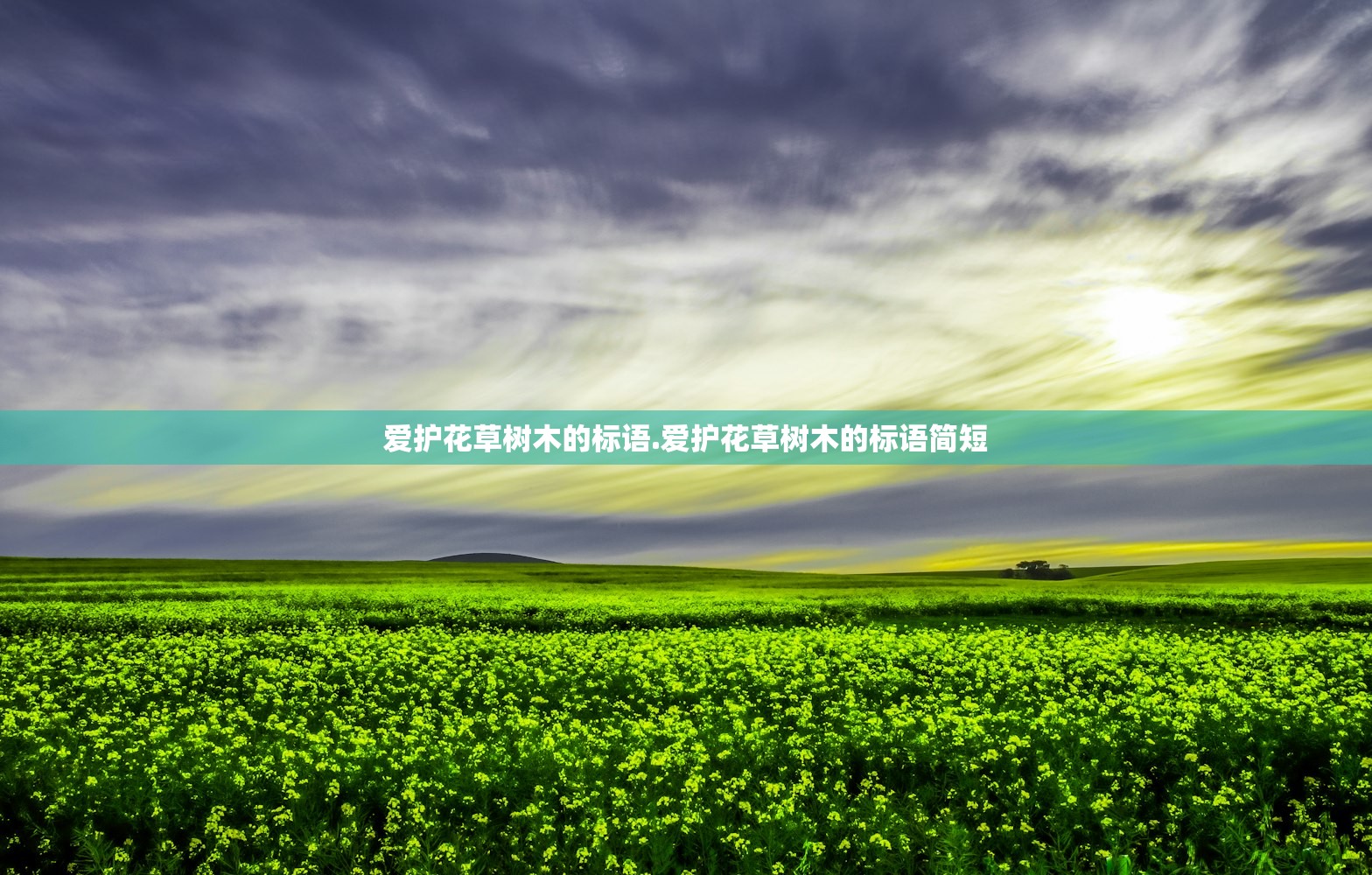 爱护花草树木的标语.爱护花草树木的标语简短