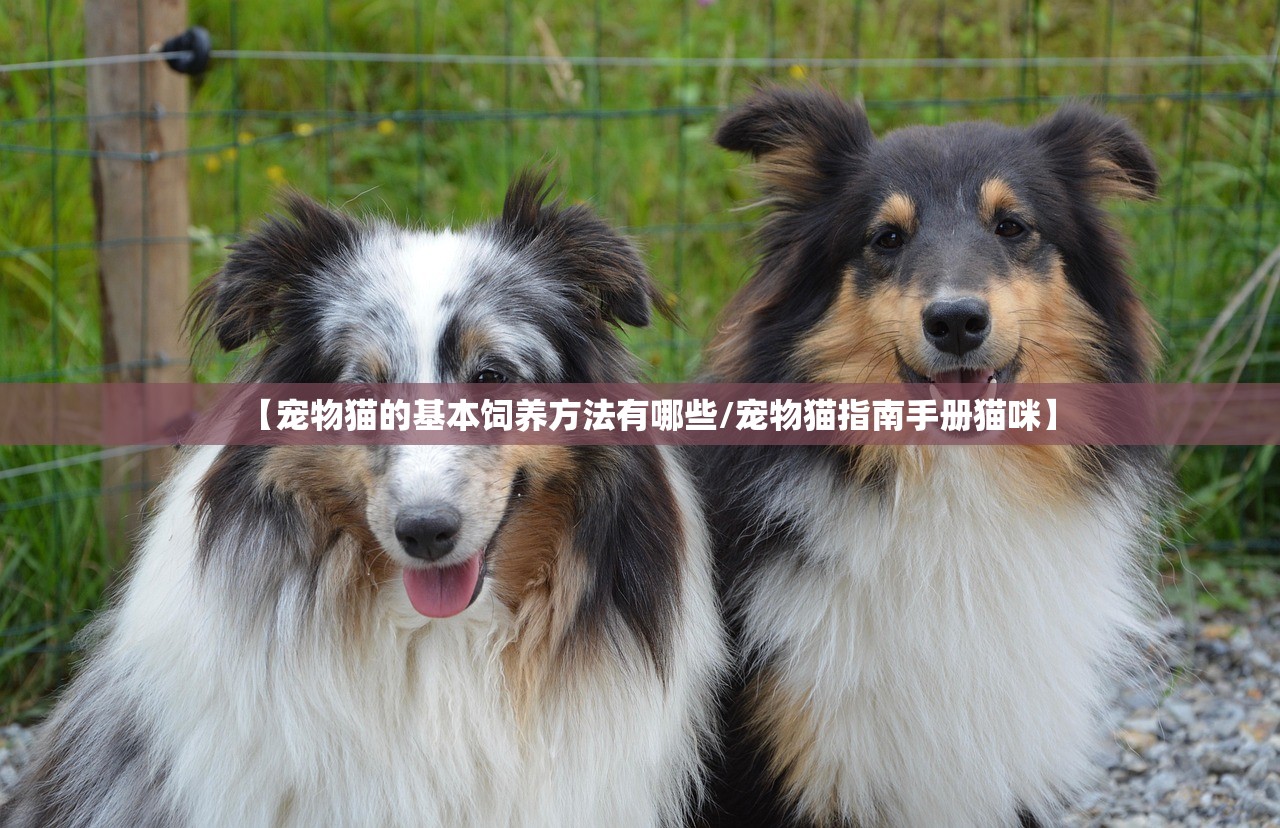 【宠物猫的基本饲养方法有哪些/宠物猫指南手册猫咪】 【宠物猫的基本饲养方法有哪些/宠物猫指南手册猫咪】